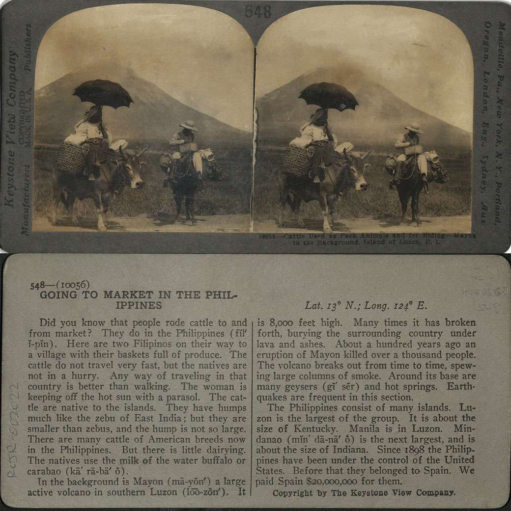 Cattle Used as Pack Animals and for Riding – Mayon in the Background, Island of Luzon, P. I.